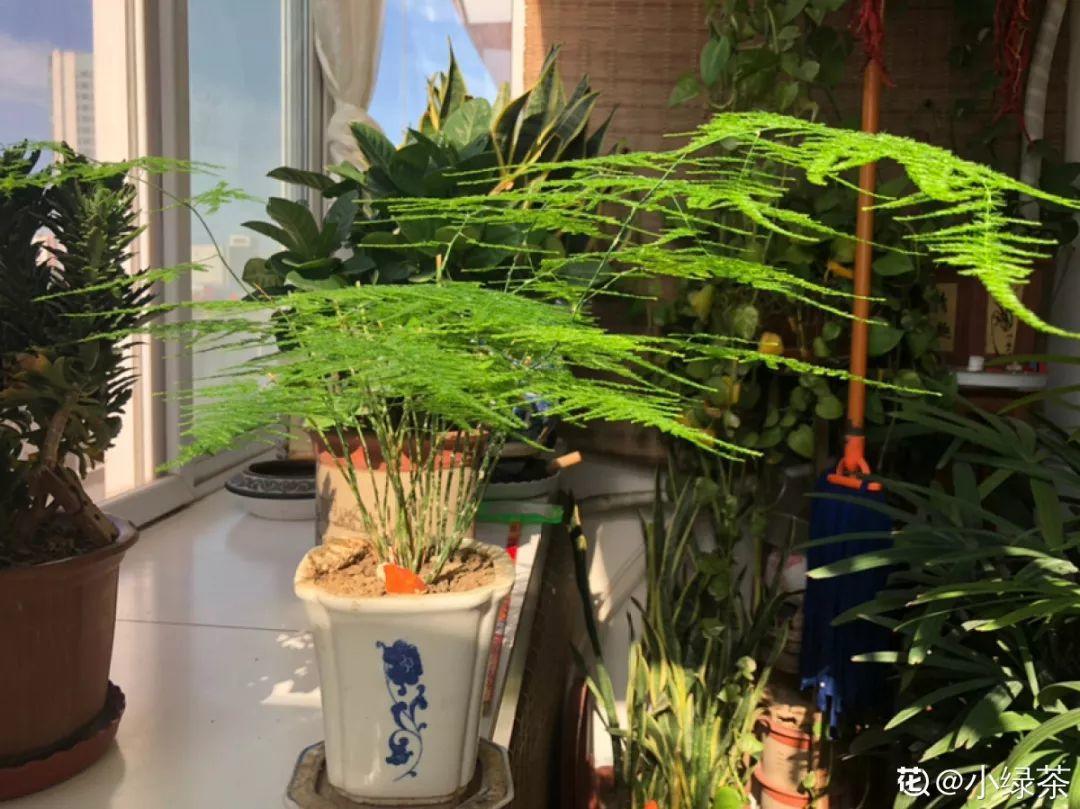 人養(yǎng)花，花也養(yǎng)人，這15種花，越養(yǎng)家里越干凈