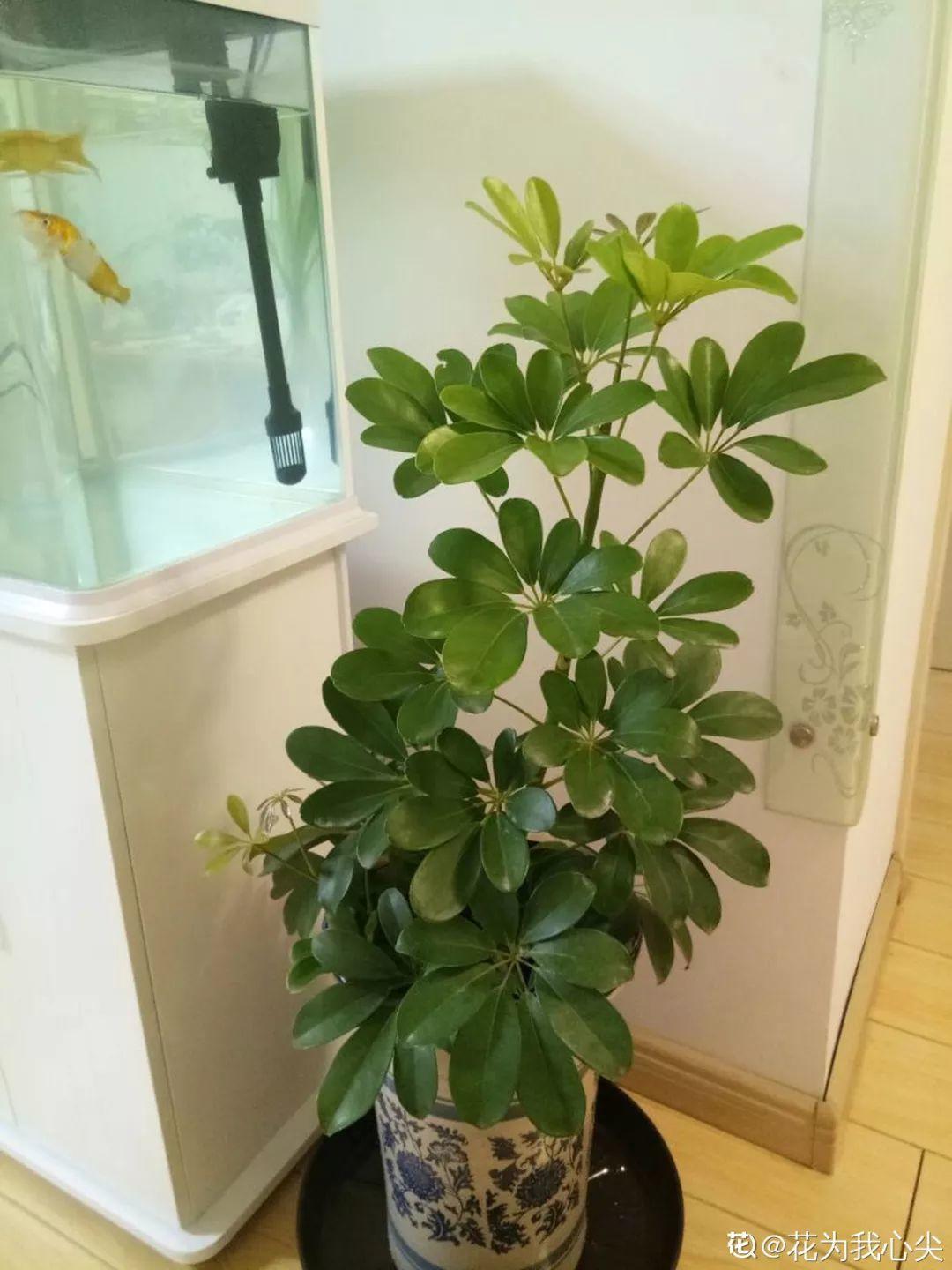 人養(yǎng)花，花也養(yǎng)人，這15種花，越養(yǎng)家里越干凈