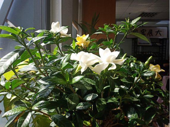 人養(yǎng)花，花也養(yǎng)人，這15種花，越養(yǎng)家里越干凈