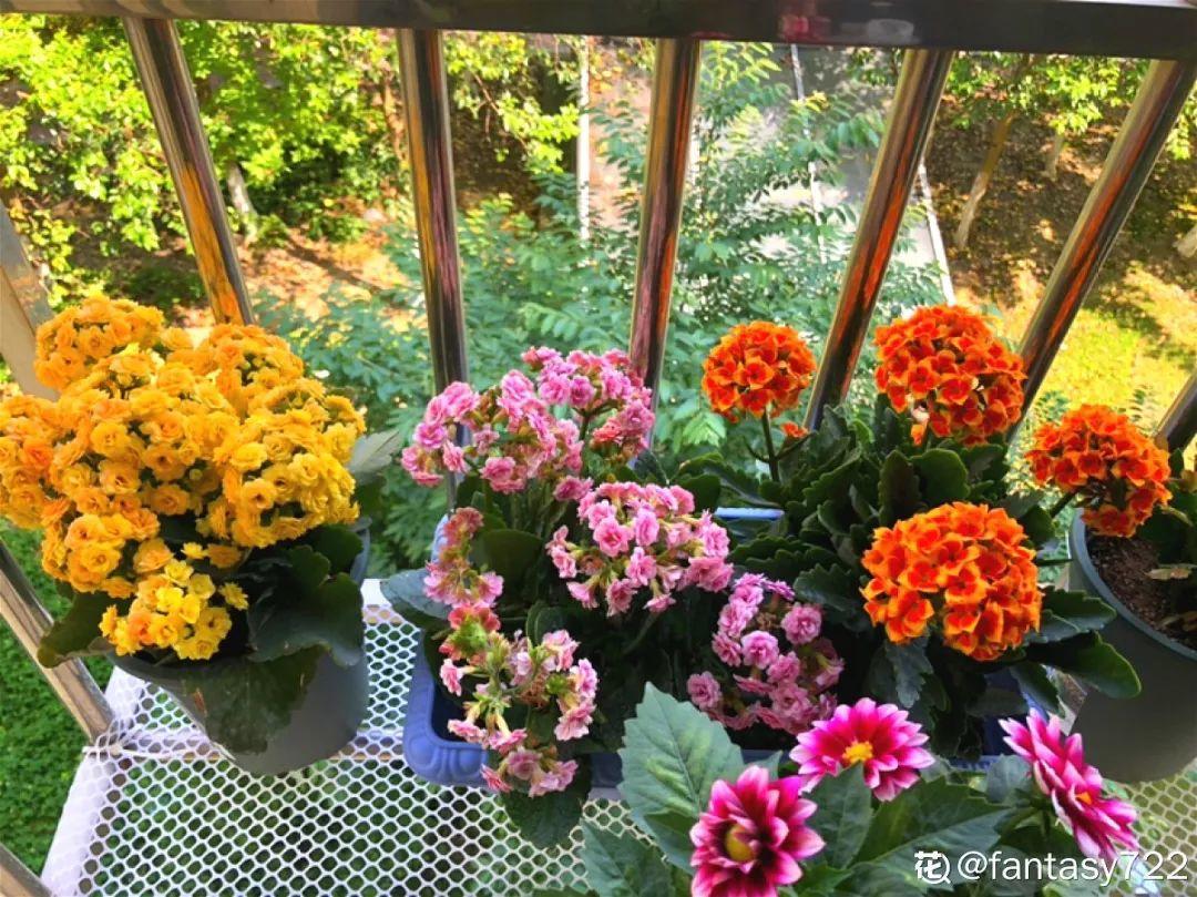 人養(yǎng)花，花也養(yǎng)人，這15種花，越養(yǎng)家里越干凈