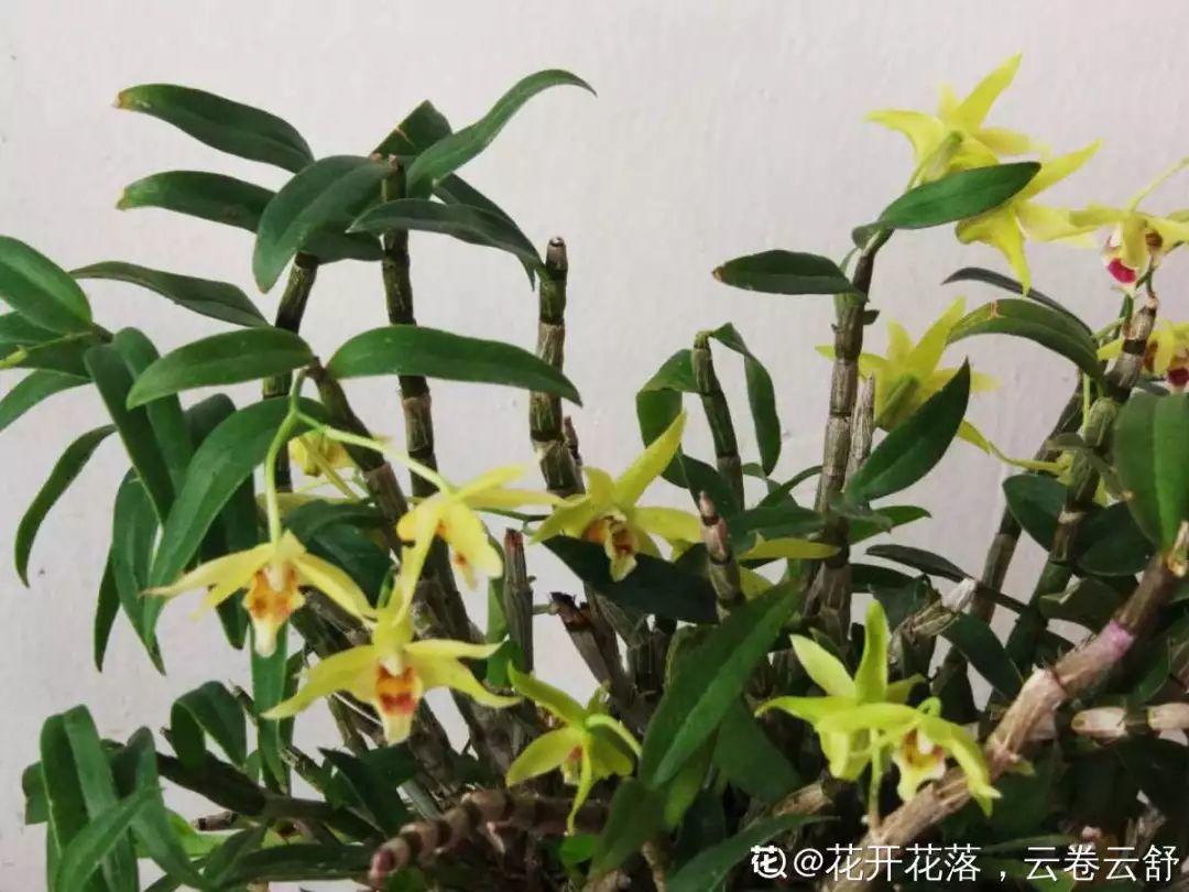 人養(yǎng)花，花也養(yǎng)人，這15種花，越養(yǎng)家里越干凈