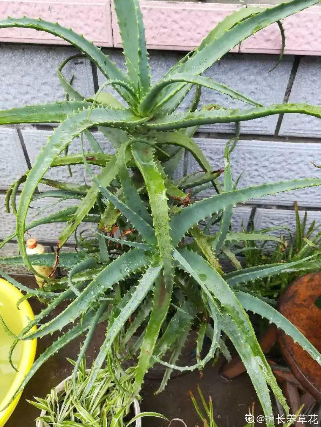 人養(yǎng)花，花也養(yǎng)人，這15種花，越養(yǎng)家里越干凈