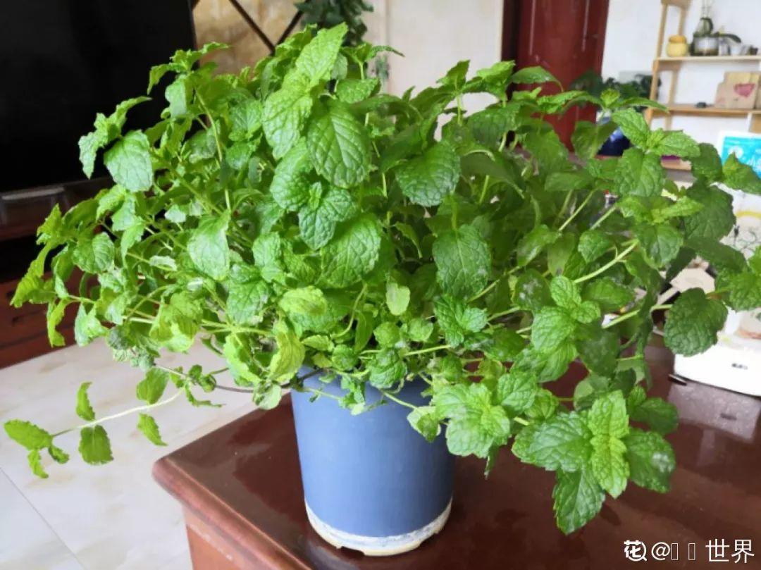 人養(yǎng)花，花也養(yǎng)人，這15種花，越養(yǎng)家里越干凈