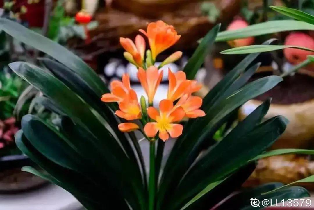 人養(yǎng)花，花也養(yǎng)人，這15種花，越養(yǎng)家里越干凈
