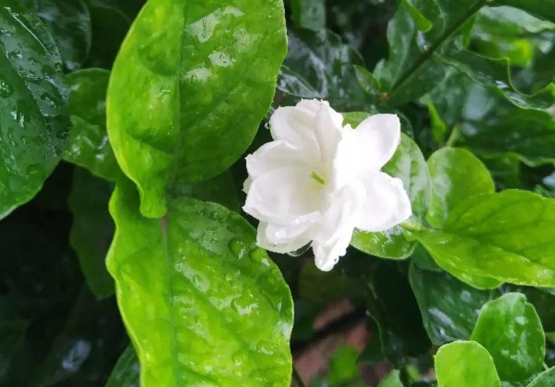 人養(yǎng)花，花也養(yǎng)人，這15種花，越養(yǎng)家里越干凈