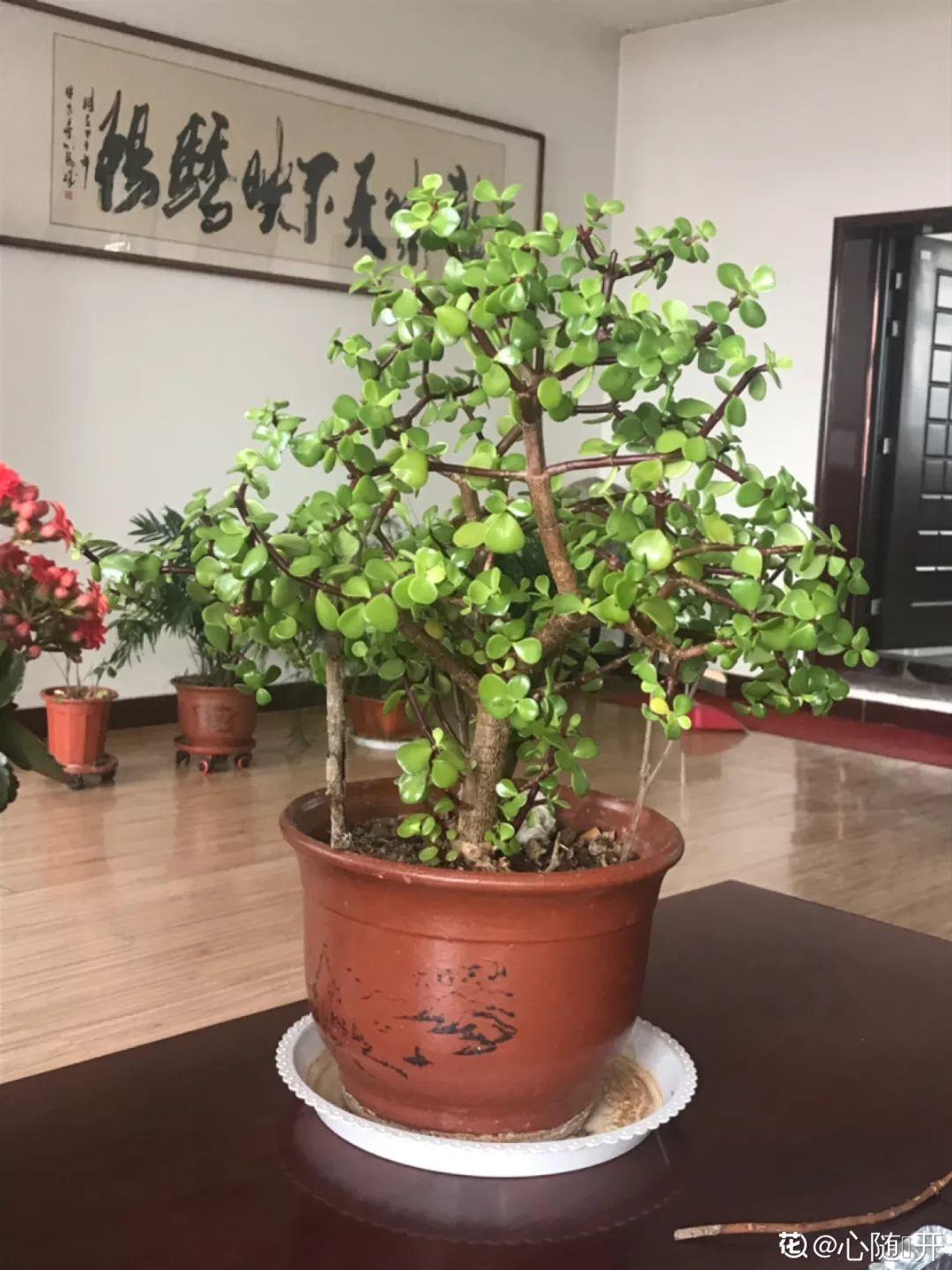 人養(yǎng)花，花也養(yǎng)人，這15種花，越養(yǎng)家里越干凈
