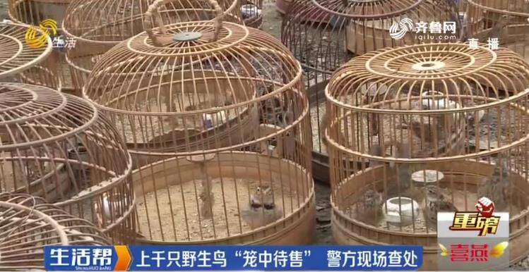 臨沂：花卉市場(chǎng)公然叫賣(mài)野生鳥(niǎo)類 民警現(xiàn)場(chǎng)查獲野鳥(niǎo)上千只