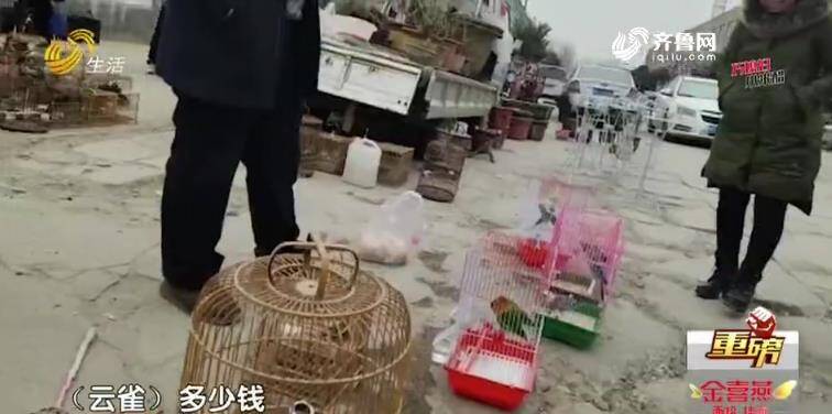 臨沂：花卉市場(chǎng)公然叫賣(mài)野生鳥(niǎo)類 民警現(xiàn)場(chǎng)查獲野鳥(niǎo)上千只