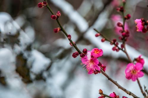 剛剛，臨沂這里下雪了！還有7級(jí)大風(fēng)+雨，下班趕緊回家
