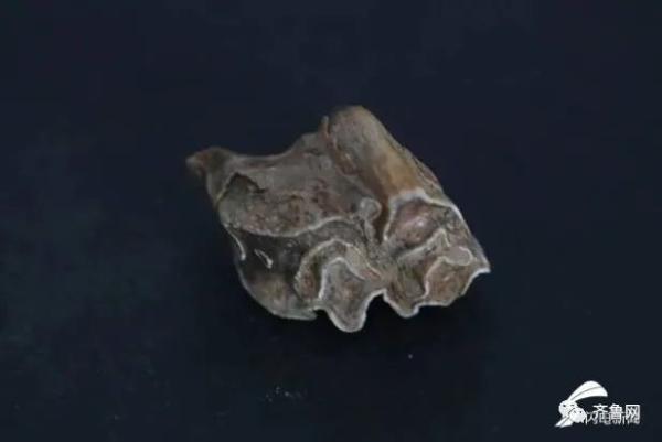 重要發(fā)現(xiàn)！臨沂發(fā)現(xiàn)一處舊石器遺址，距今約3-5萬年