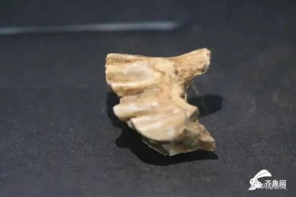 重要發(fā)現(xiàn)！臨沂發(fā)現(xiàn)一處舊石器遺址，距今約3-5萬年