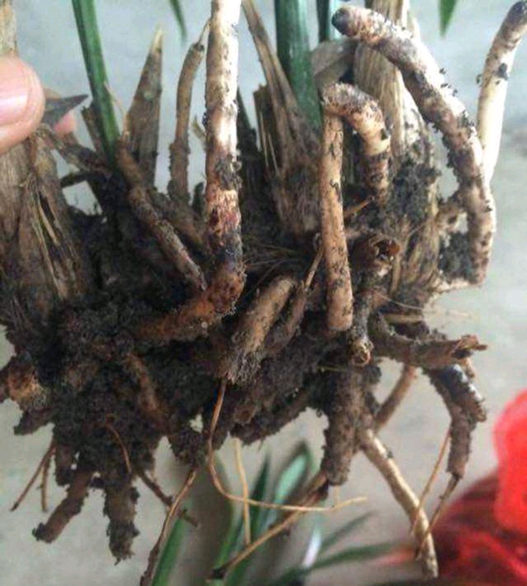 容易因多澆水而死的“18種花”，養(yǎng)不活都是由于手太勤