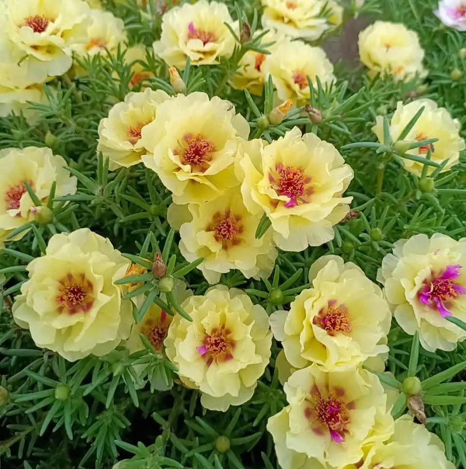 容易因多澆水而死的“18種花”，養(yǎng)不活都是由于手太勤