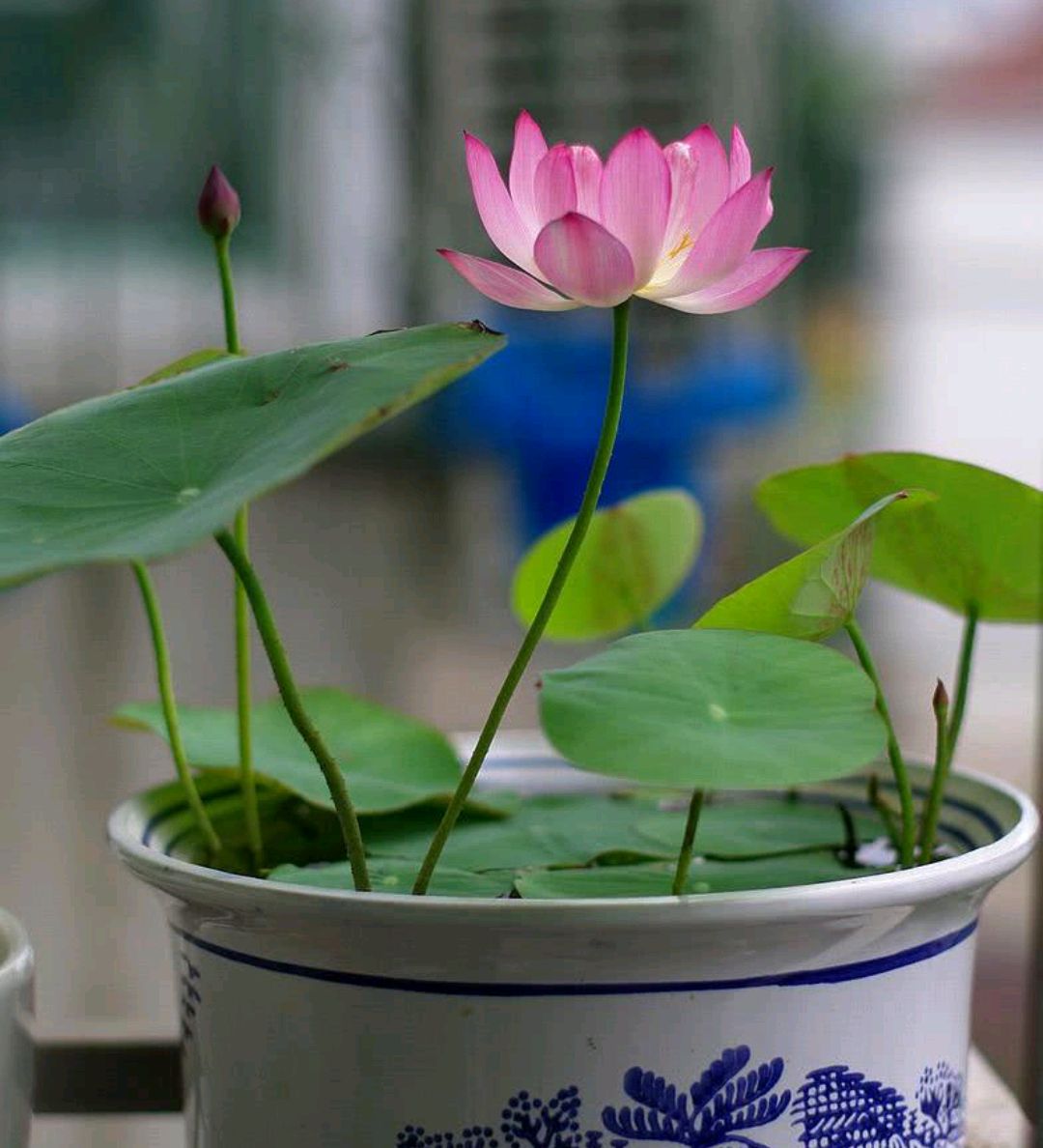 容易因多澆水而死的“18種花”，養(yǎng)不活都是由于手太勤