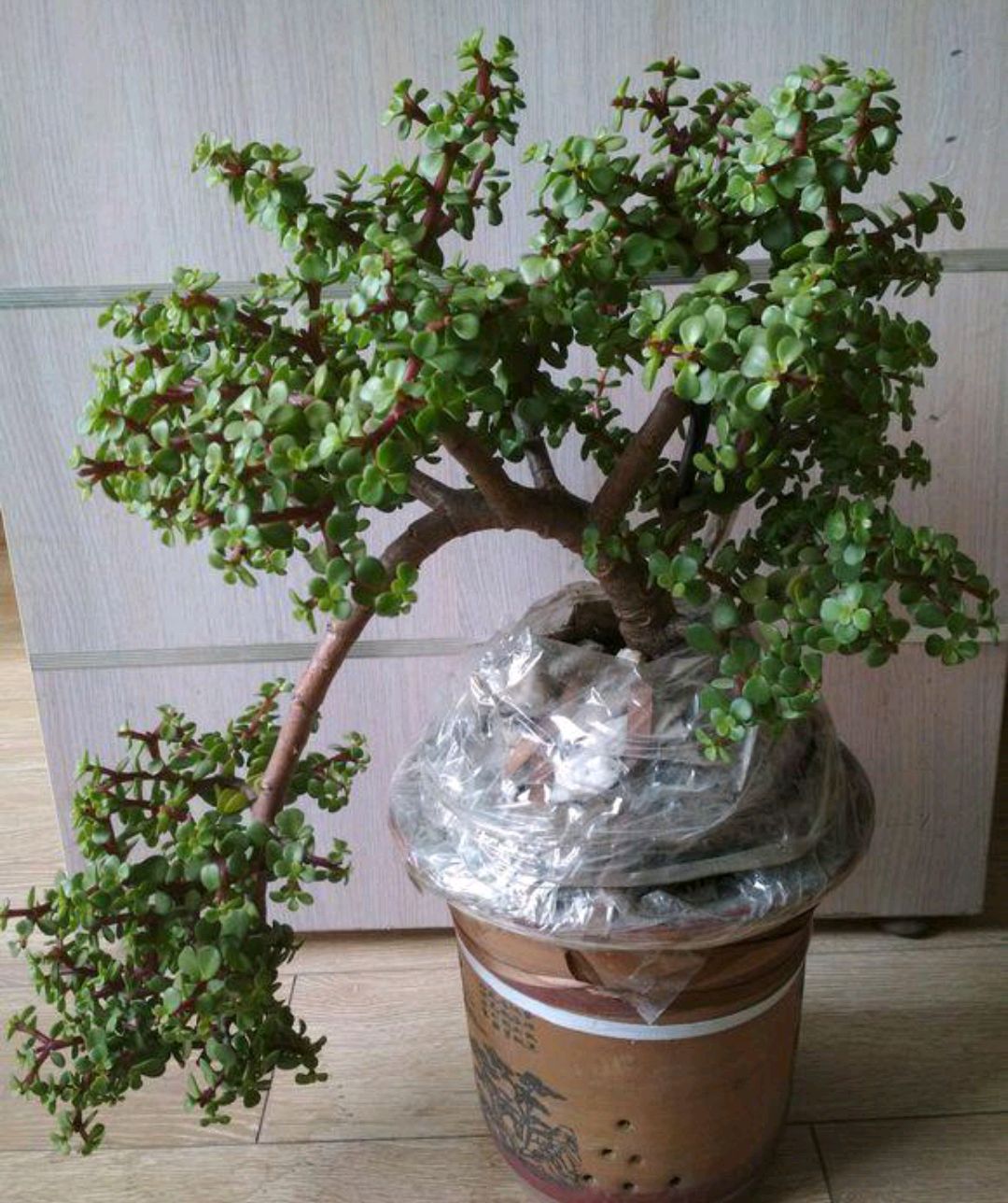 容易因多澆水而死的“18種花”，養(yǎng)不活都是由于手太勤