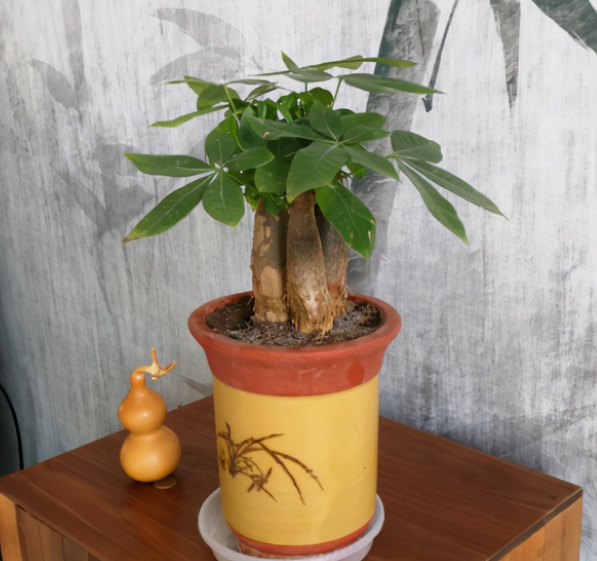 養(yǎng)發(fā)財樹有“4大忌”，輕則會黃葉，重則會爛根