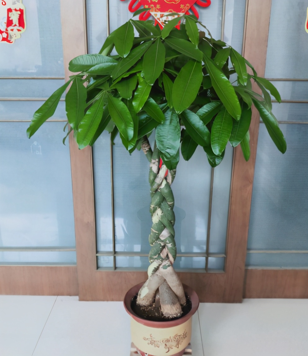 養(yǎng)發(fā)財樹有“4大忌”，輕則會黃葉，重則會爛根
