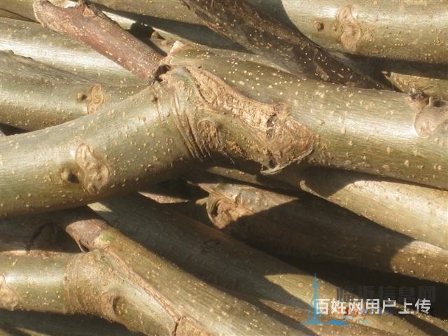 出售嫁接薄皮核桃樹苗。紅棗樹苗