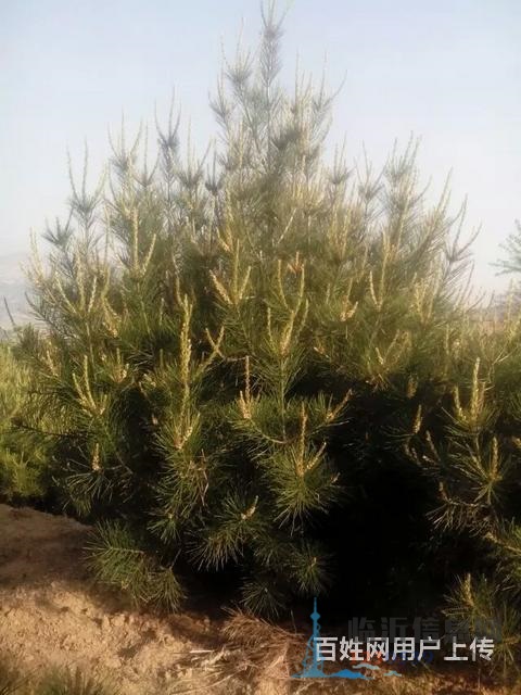 售櫻花苗，龍柏苗，雪松苗，紫葉李，海棠苗