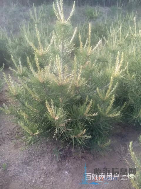 售櫻花苗，龍柏苗，雪松苗，紫葉李，海棠苗