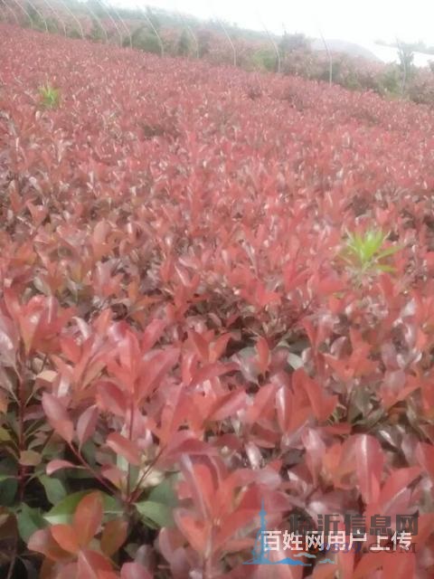 售櫻花苗，龍柏苗，雪松苗，紫葉李，海棠苗