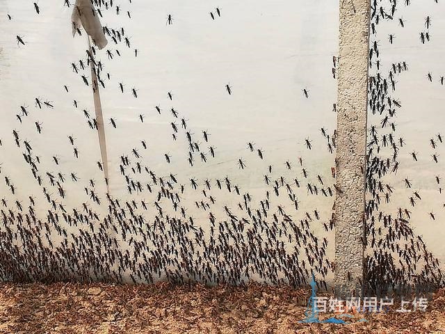 活體螞蚱、蝗蟲、草蜢、蚱蜢、鳥活食畫眉鳥食龜活食