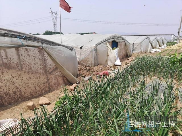 活體螞蚱、蝗蟲、草蜢、蚱蜢、鳥活食畫眉鳥食龜活食