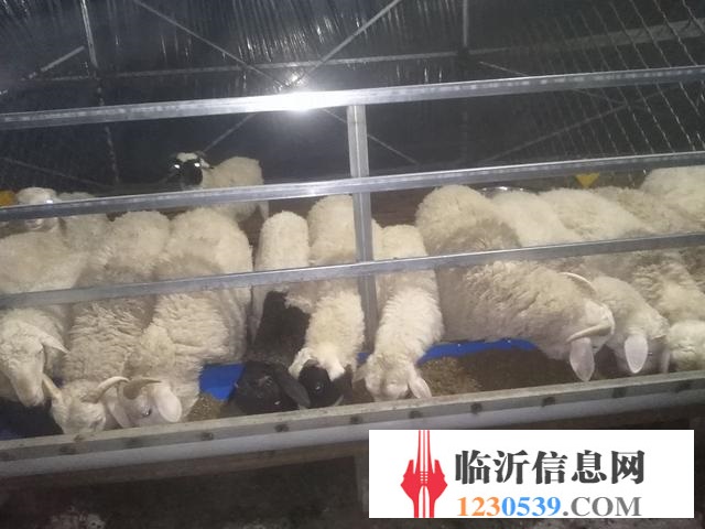 賣(mài)山羊錦羊有要的聯(lián)系我