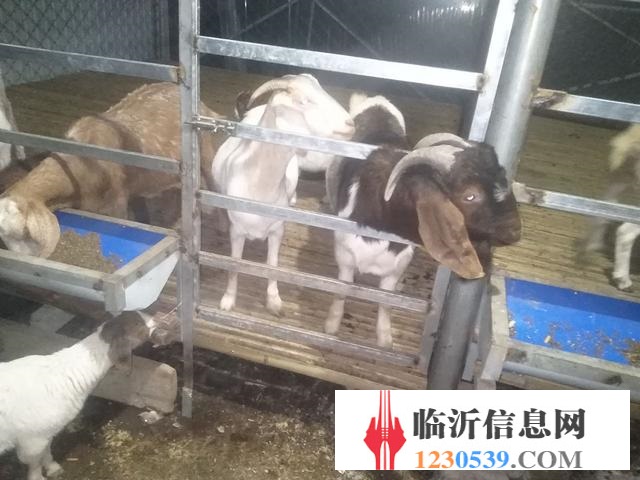賣(mài)山羊錦羊有要的聯(lián)系我