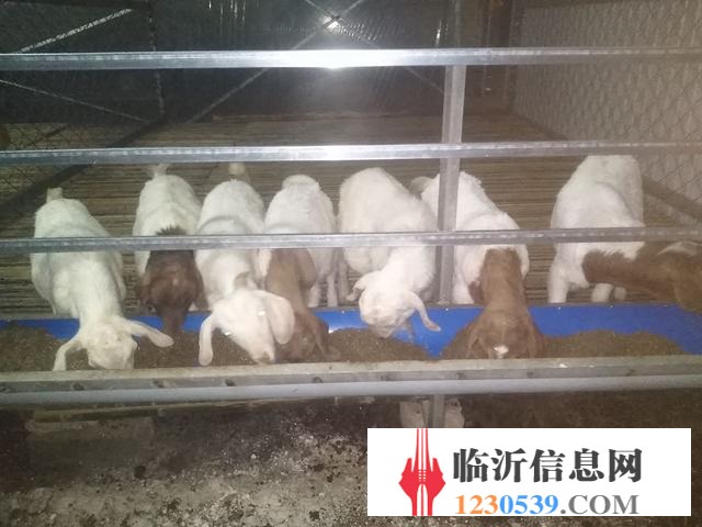 賣(mài)山羊錦羊有要的聯(lián)系我