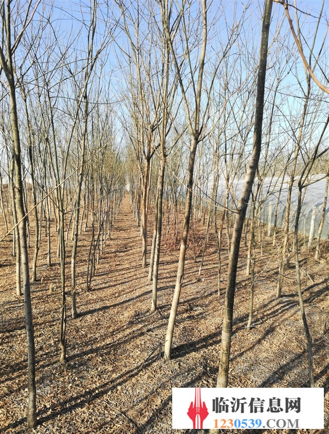 6-9速生國槐和8-12白蠟清地處理